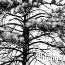 Closeup view of A vintage pencil sketch, a pine tree