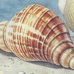 Seashells Digital Download | Nature Wall Decor | Coastal Decor | Blue, Gray, Black, White and Brown Print | Vintage Wall Art | Bathroom Art | Housewarming Digital Download | Summer Wall Decor | Pastel Pencil Illustration