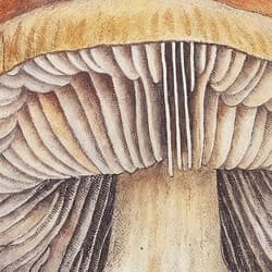 Mushrooms Art | Nature Wall Art | Botanical Print | White, Brown and Black Decor | Art Deco Wall Decor | Living Room Digital Download | Housewarming Art | Halloween Wall Art | Autumn Print | Pastel Pencil Illustration