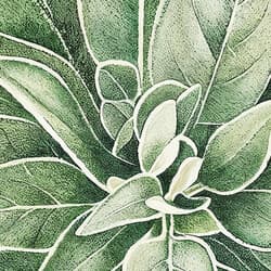 Herb Plant Digital Download | Botanical Wall Decor | Botanical Decor | White, Green and Black Print | Botanical Wall Art | Kitchen & Dining Art | Housewarming Digital Download | Spring Wall Decor | Pastel Pencil Illustration