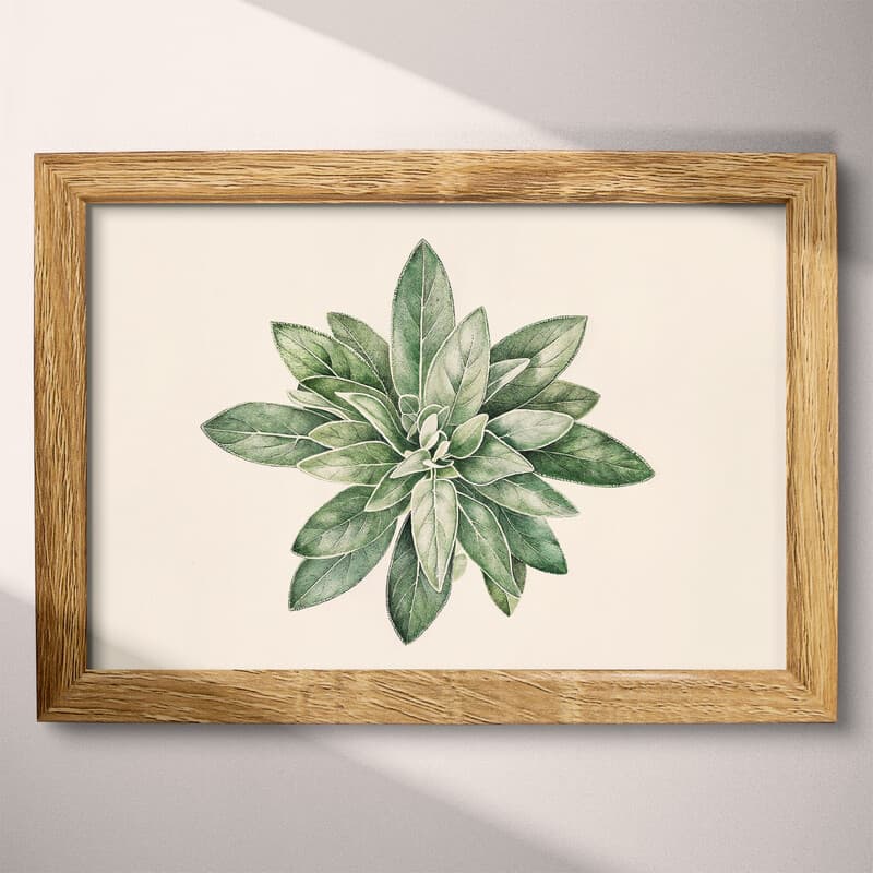 Full frame view of A botanical pastel pencil illustration, an herb plant