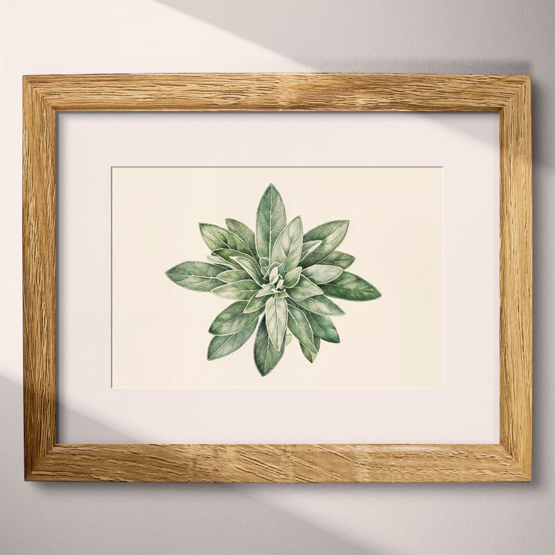 Matted frame view of A botanical pastel pencil illustration, an herb plant