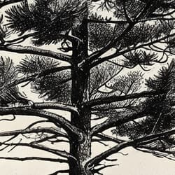 Pine Tree Art | Nature Wall Art | Botanical Print | White, Black and Gray Decor | Minimal Wall Decor | Office Digital Download | Housewarming Art | Christmas Wall Art | Winter Print | Graphite Sketch