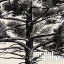 Closeup view of A minimalist graphite sketch, a pine tree