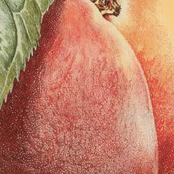Peaches Digital Download | Fruit Wall Decor | Food & Drink Decor | Beige, Green, Black and Red Print | Farmhouse Wall Art | Kitchen & Dining Art | Housewarming Digital Download | Summer Wall Decor | Pastel Pencil Illustration