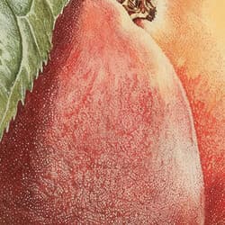 Peaches Digital Download | Fruit Wall Decor | Food & Drink Decor | Beige, Green, Black and Red Print | Farmhouse Wall Art | Kitchen & Dining Art | Housewarming Digital Download | Summer Wall Decor | Pastel Pencil Illustration