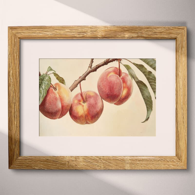 Matted frame view of A farmhouse pastel pencil illustration, peaches hanging from a branch, closeup view