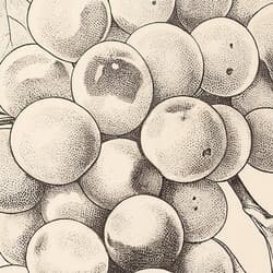 Grapes Digital Download | Still Life Wall Decor | Food & Drink Decor | Brown and Black Print | Vintage Wall Art | Kitchen & Dining Art | Housewarming Digital Download | Thanksgiving Wall Decor | Autumn Decor | Graphite Sketch