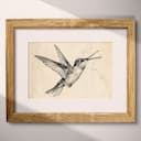 Matted frame view of A vintage charcoal sketch, a hummingbird