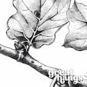 Closeup view of A vintage pencil sketch, acorns on branches