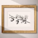 Matted frame view of A vintage pencil sketch, acorns on branches