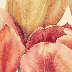 Tulips Art | Floral Wall Art | Flowers Print | Beige, Brown, Black and Red Decor | Farmhouse Wall Decor | Living Room Digital Download | Housewarming Art | Mother's Day Wall Art | Spring Print | Pastel Pencil Illustration