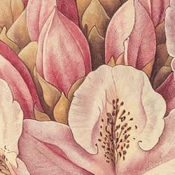 Rhododendron Art | Botanical Wall Art | Flowers Print | Beige, Pink, Green and Black Decor | Vintage Wall Decor | Living Room Digital Download | Housewarming Art | Mother's Day Wall Art | Spring Print | Pastel Pencil Illustration