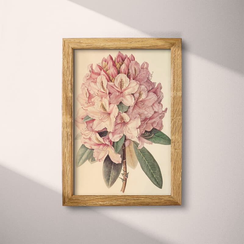 Full frame view of A vintage pastel pencil illustration, a rhododendron