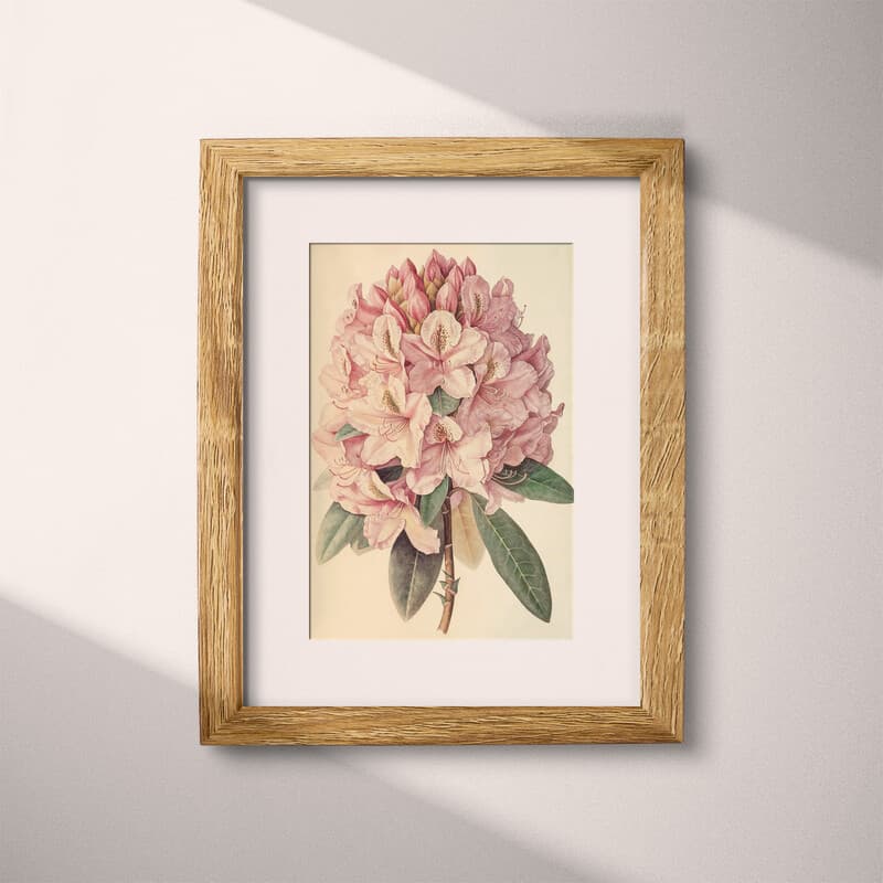 Matted frame view of A vintage pastel pencil illustration, a rhododendron