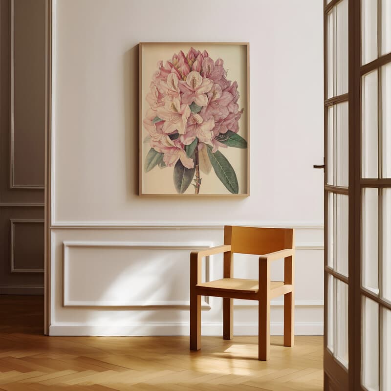 Room view with a full frame of A vintage pastel pencil illustration, a rhododendron