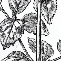 Mint Sprigs Digital Download | Botanical Wall Decor | Botanical Decor | White, Black and Gray Print | Vintage Wall Art | Kitchen & Dining Art | Housewarming Digital Download | Spring Wall Decor | Graphite Sketch