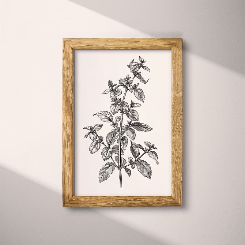 Full frame view of A vintage graphite sketch, sprigs of mint