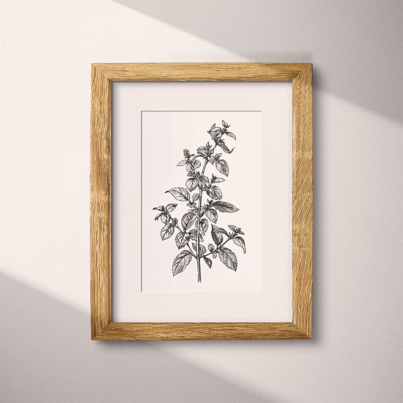 Matted frame view of A vintage graphite sketch, sprigs of mint