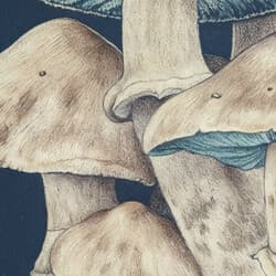 Mushrooms Digital Download | Nature Wall Decor | Botanical Decor | Black, White and Brown Print | Vintage Wall Art | Kitchen & Dining Art | Housewarming Digital Download | Halloween Wall Decor | Autumn Decor | Pastel Pencil Illustration