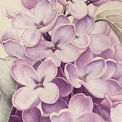 Lilacs Art | Floral Wall Art | Flowers Print | Beige, Purple and Black Decor | Vintage Wall Decor | Living Room Digital Download | Housewarming Art | Mother's Day Wall Art | Spring Print | Pastel Pencil Illustration