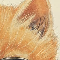 Cat Sunglasses Digital Download | Animal Wall Decor | Brown, Black and Blue Decor | Chibi Print | Kids Wall Art | Back To School Art | Summer Digital Download | Pastel Pencil Illustration