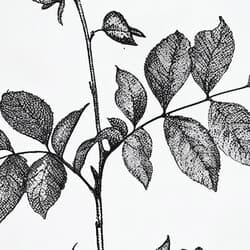 Black Locust Digital Download | Botanical Wall Decor | Botanical Decor | White, Black and Gray Print | Botanical Wall Art | Living Room Art | Housewarming Digital Download | Spring Wall Decor | Graphite Sketch