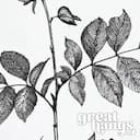 Closeup view of A botanical graphite sketch, a black locust plant