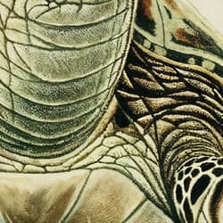 Turtle Digital Download | Marine Life Wall Decor | Animals Decor | Beige, Black, Brown and Green Print | Rustic Wall Art | Living Room Art | Housewarming Digital Download | Summer Wall Decor | Pastel Pencil Illustration