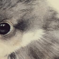 Bird Digital Download | Animal Wall Decor | Animals Decor | Beige, Black and Gray Print | Chibi Wall Art | Kids Art | Baby Shower Digital Download | Easter Wall Decor | Spring Decor | Colored Pencil Illustration